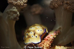 Tryoni Nudibranch. by Pepe Suárez 
